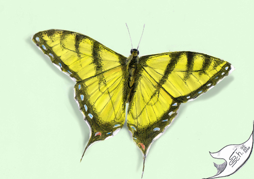 Cartoon: Papilio machaon (medium) by swenson tagged butterfly,schmetterling,2011,schwalbenschwanz,insekt,insect,animal,animals,tier,tiere,falter