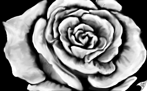 Cartoon: White Rose (medium) by swenson tagged rose,flower,blume