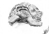 Cartoon: Aldabrachelys (small) by swenson tagged turtle animal schildkröte sychellen austerben bedroht wwf roteliste tier panzer reptil