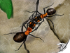 Cartoon: Ants - Ameisen (small) by swenson tagged animal,animals,tiere,insect,insekten,ant,ameise,fight,kampf
