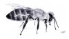 Cartoon: Apis mellifera (small) by swenson tagged biene,honig,bee,honey