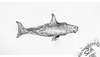 Cartoon: Hai-lauer 3 (small) by swenson tagged hei shark hailauer joke