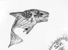 Cartoon: Hai-lauer 6 (small) by swenson tagged hai,animal,animals,shark