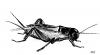 Cartoon: Heimchen (small) by swenson tagged insekt insect animal animals tiere 2009 grille