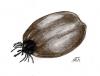 Cartoon: Ixodes ricinus (small) by swenson tagged insect insekt animals animal tier spider spinne