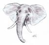Cartoon: Loxodonta africana (small) by swenson tagged elefant afrika