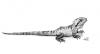Cartoon: Physignathus lesueurii (small) by swenson tagged animals reptil echse agame drgon drache wasser water