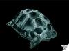 Cartoon: Schildkröte (small) by swenson tagged turtle schildkröte animal animals tier reptil