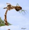 Cartoon: Giraffe (small) by Tiaggo Gomes tagged amorim,caricatura,tiaggo,caricature