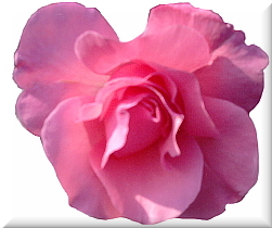 Cartoon: pink rose (medium) by lesemaus tagged pink,rose