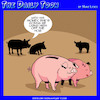 Cartoon: Sugar Daddy (small) by toons tagged hogs,gold,diggers,high,off,the,hog,piggy,bank