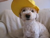 Cartoon: I need a sun hat (small) by Resha tagged sun summer dog hat fun football