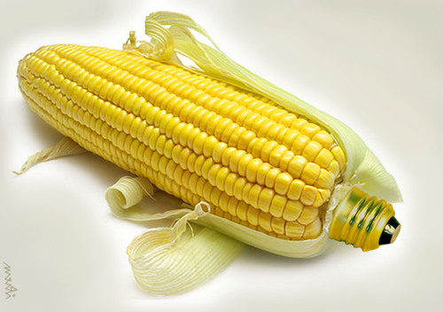 Cartoon: bioenergy (medium) by Medi Belortaja tagged bio,energy,cob,corn,bulb