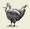 Cartoon: roosterman (small) by Medi Belortaja tagged rooster,chicken,man,obese,obesity,genetical,modification