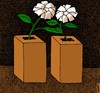 Cartoon: winner of elections (small) by Medi Belortaja tagged elections,manipulations,vote,flower,democracy