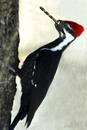 Cartoon: Woodpecker ready for work (small) by Medi Belortaja tagged woodpecker bird borer drill loft skid food humor