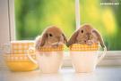Cartoon: cute cute bunnies (medium) by GaGagraceIE tagged cute,rabbit,rabbits,bunny,bunnies,cup
