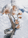 Cartoon: not from this world (small) by Peter Losch tagged winter,wetter,frühling,jahreszeiten,phantom,illusion